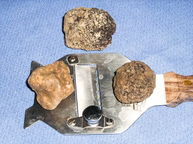 menu pranzo natale con tartufo