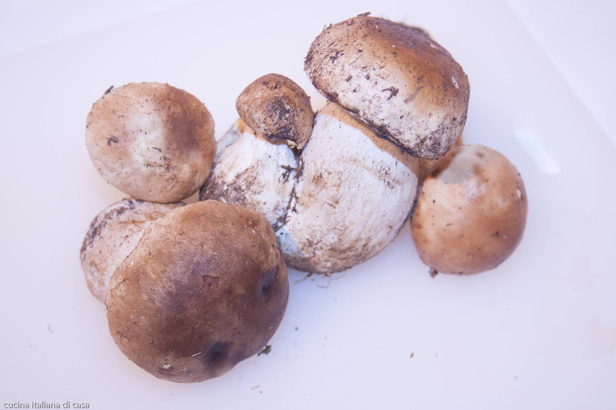 funghi porcini