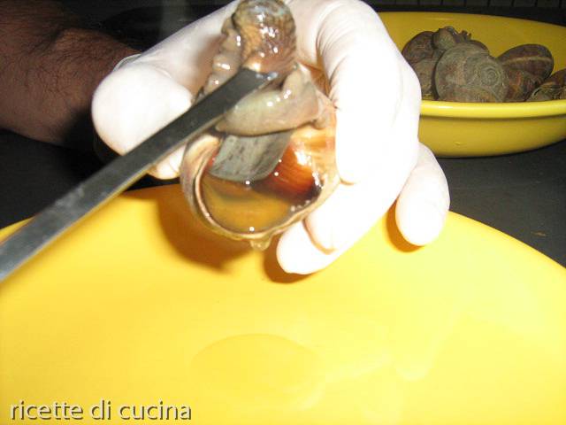 estrarre lumache da guscio