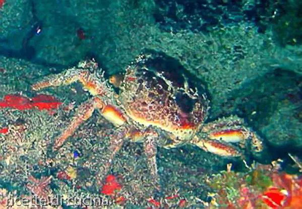 caratteristiche granseola