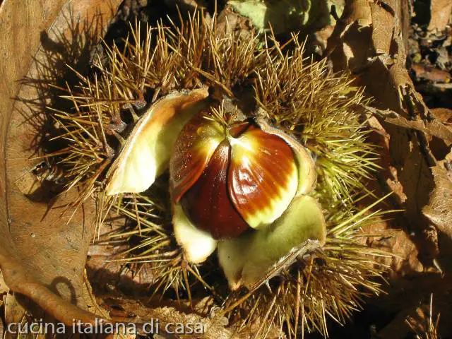 vitamine minerali calorie castagne farina